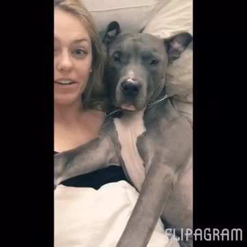 Cutest Tired Pit bull