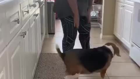 dancing dog