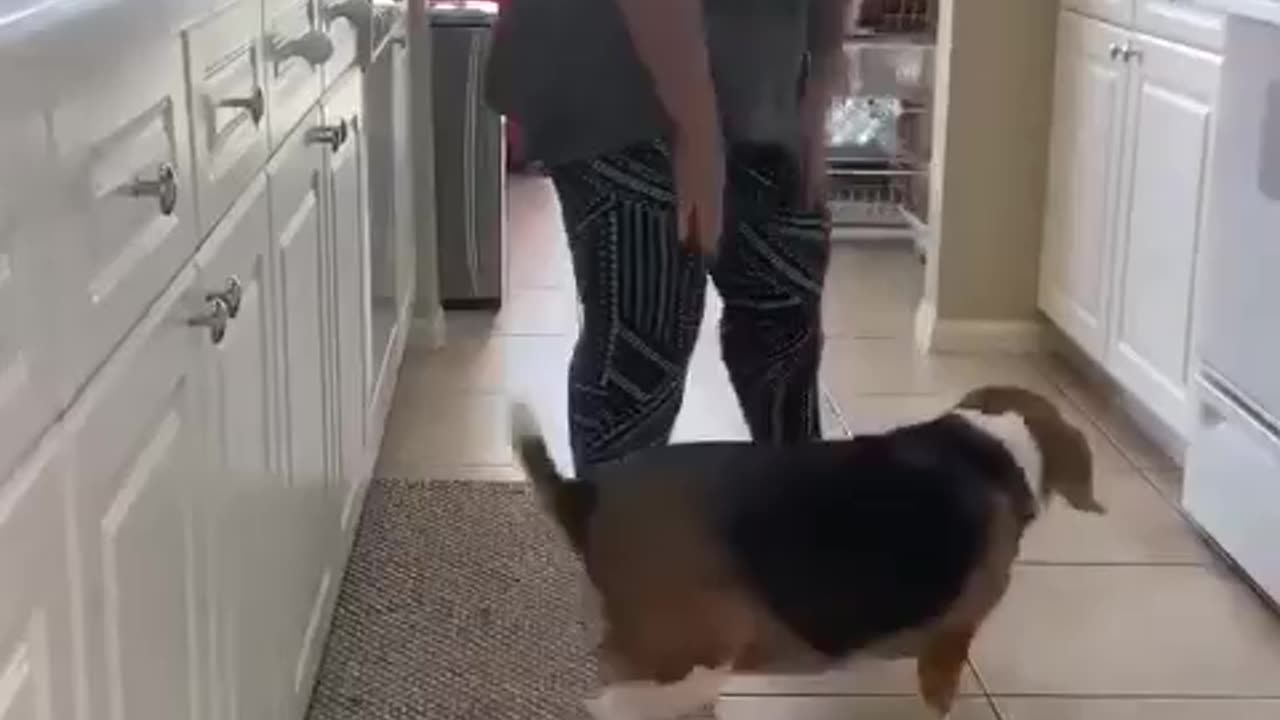 dancing dog