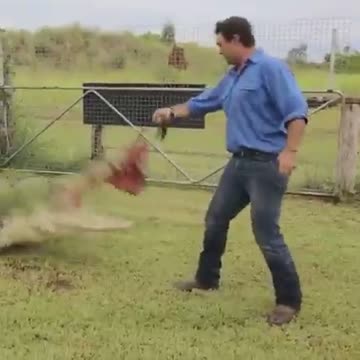 crocodile follow diet