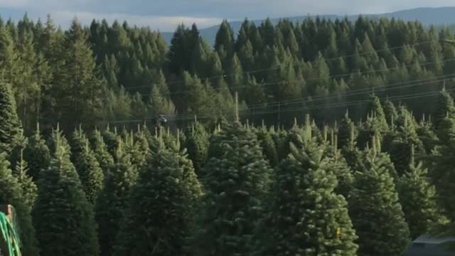 Christmas Tree Helicopter Harvest