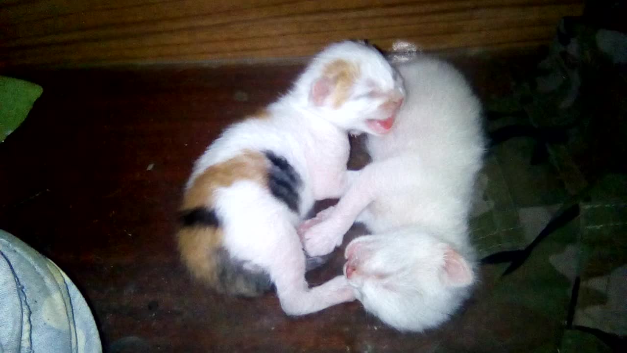 Cute kittens are sleeping.