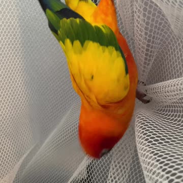 Parrot mumbles under breath