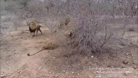 Young male lion fight adults lion 🦁