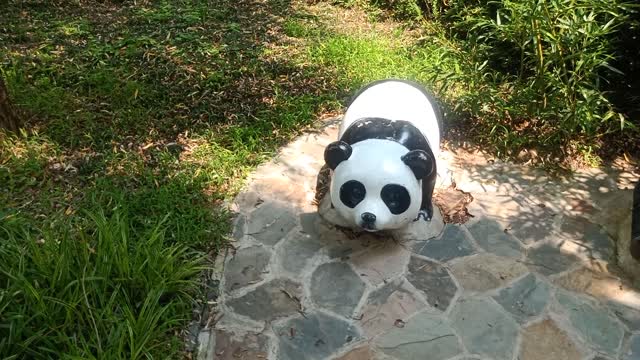 This little panda is so cute