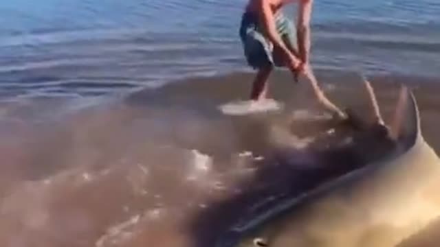 Beach sawfish