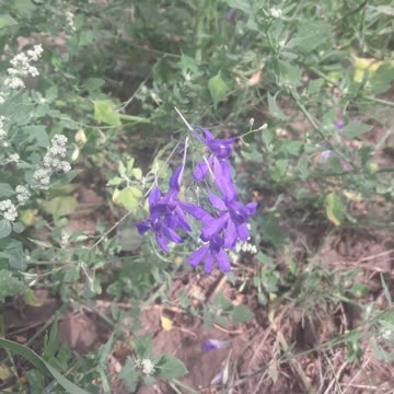 Flower of Night Blindness