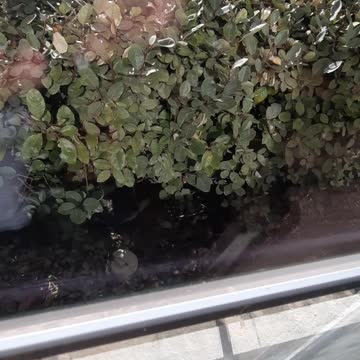 Tucker Carlson and The Cat under the Bush