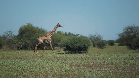 Beautiful landscape, giraffe walking, running on a green field in Africa on a sunny day.