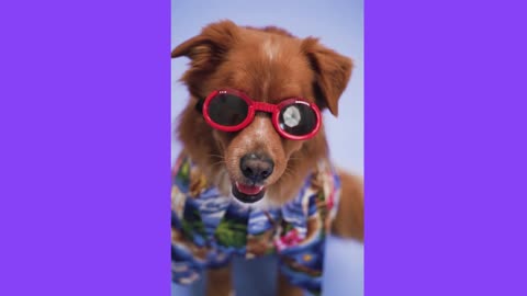 Cute Dogs Video- TikTok Cute Dogs Video