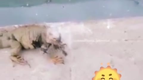 the lizard wants coffee 🤣viral