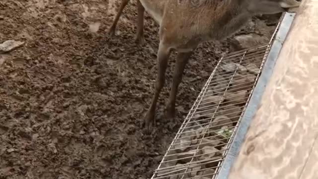 Sika deer waiting for grass to eat