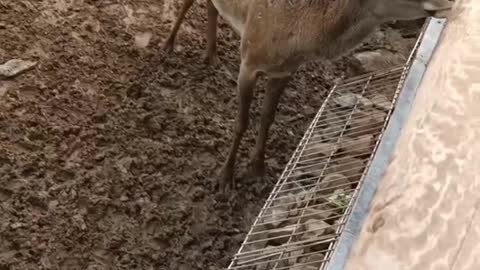 Sika deer waiting for grass to eat