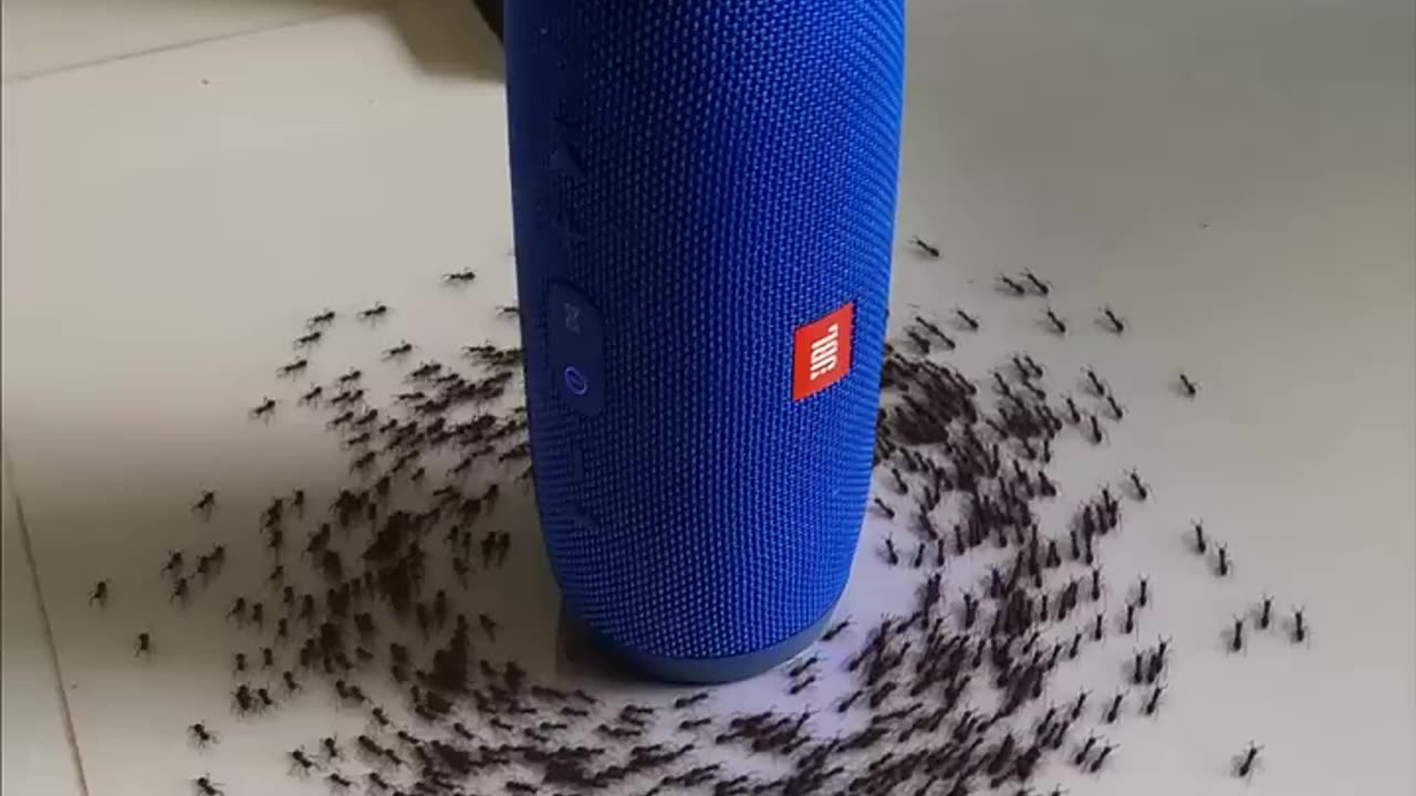 "Groovy Ants: Tiny Dancers of the Insect World 🎵🐜"