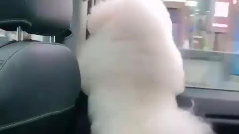 Cute dancing dog♥️♥️♥️♥️