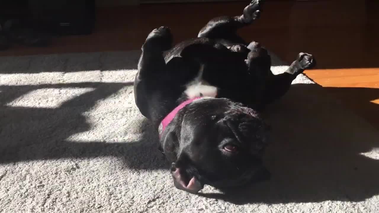 Meet Cosmo the Farting French Bulldog