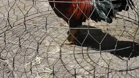 Sunbathing for chickens