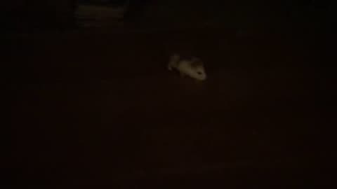 i miss my hamster