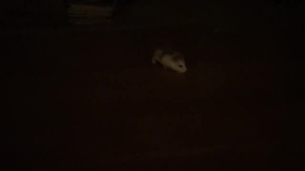 i miss my hamster