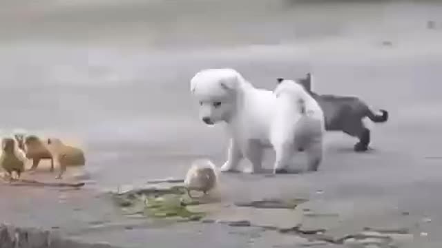 Beautiful Dog playing with chickens