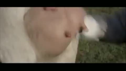 Cow funny video