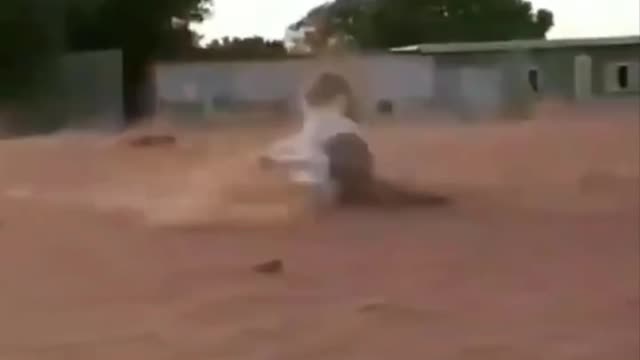 dog funny moments #4
