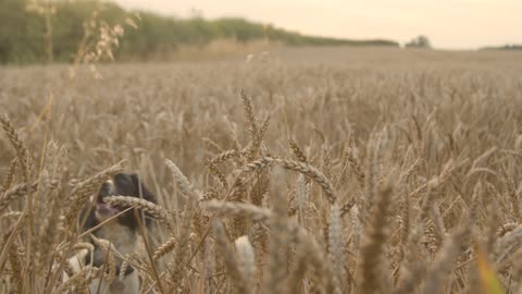 Funny Dog Playing In a Wheat Field