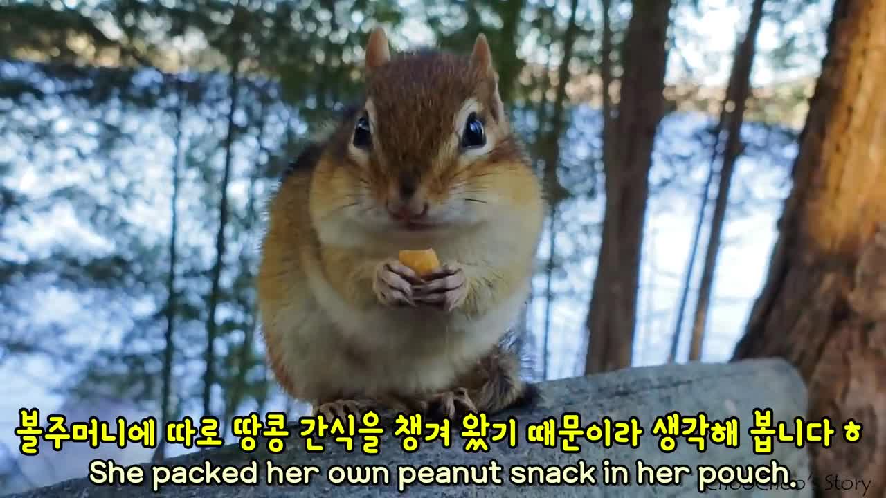 Why Chipmunk Wally Lets Me Pat Her With Empty Hands