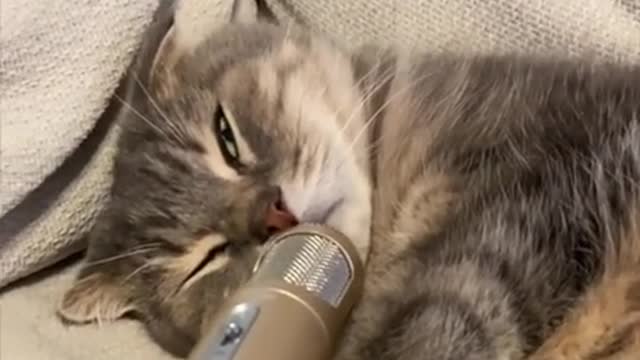 Cat snore while the mic put near in his mouth