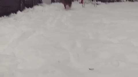 Labrador runs across snow lawn and knocks camera down