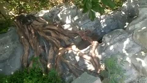 old tree roots