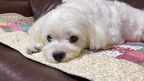 The puppy take a rest on the sofa