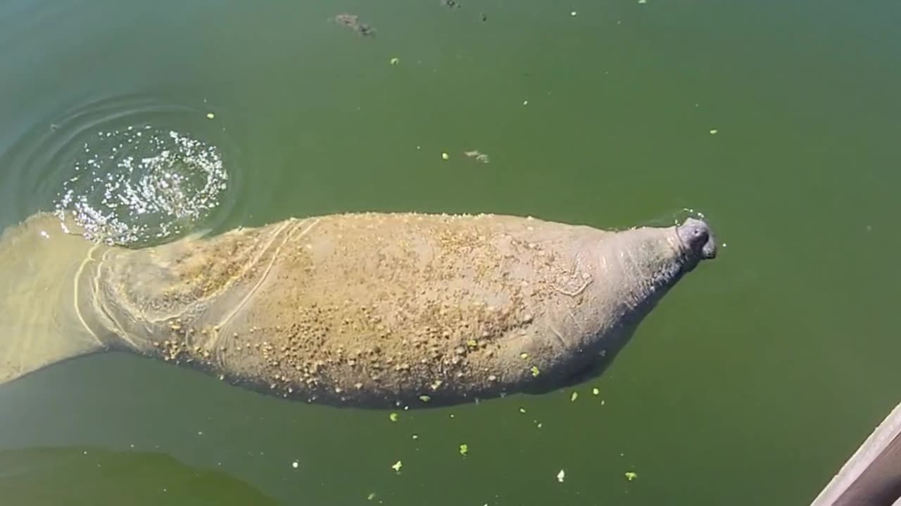 Farting Manatee Becomes A Manatoot