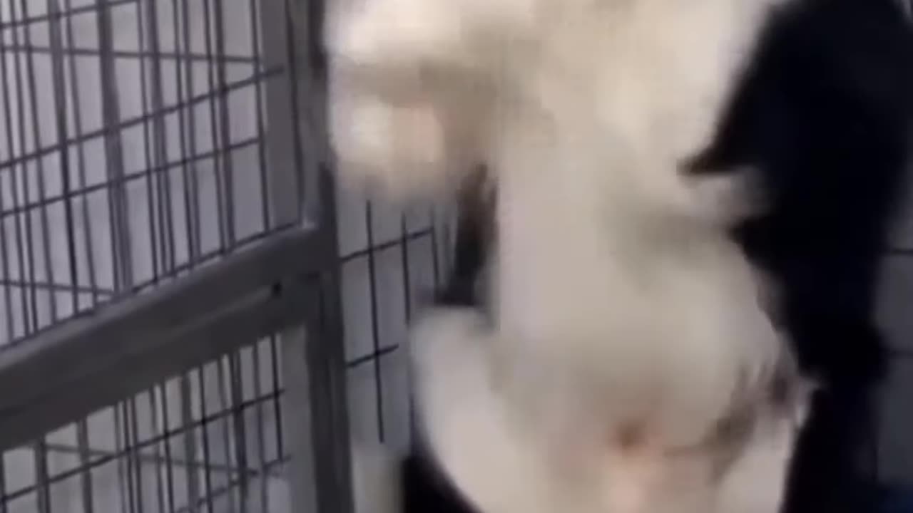 Funny Dog Video Creative Commons