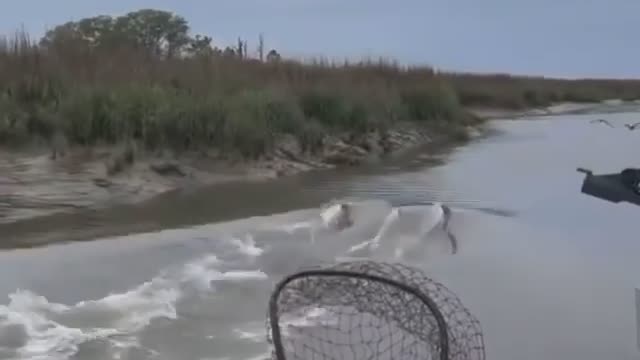 Wow! Talk about a saltwater experience! After catching reds dolphin put on a great show.