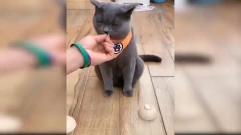 Best funny cat videos that will make you augh all day long