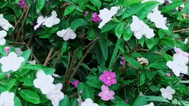 garden flowers