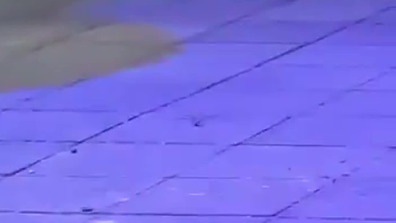 spider dancing on the floor in club.