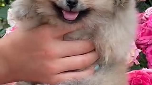 Cute puppy