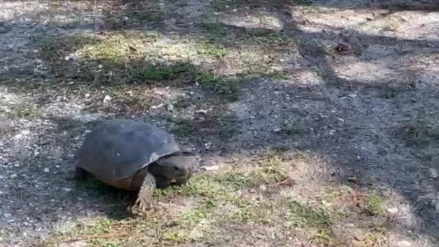 Florida Gopher Tortoise heads home to his 'gated' burrow