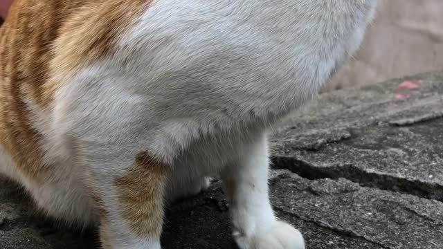 street cat3 / cat snack