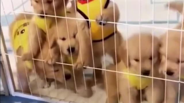 Cute pets are in charge. Funny