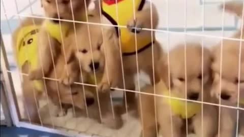 Cute pets are in charge. Funny