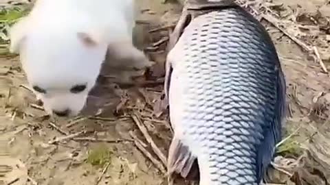 DOG HELP IN FISH