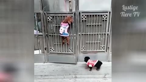 OMG Super Cute ♡ Best Funny