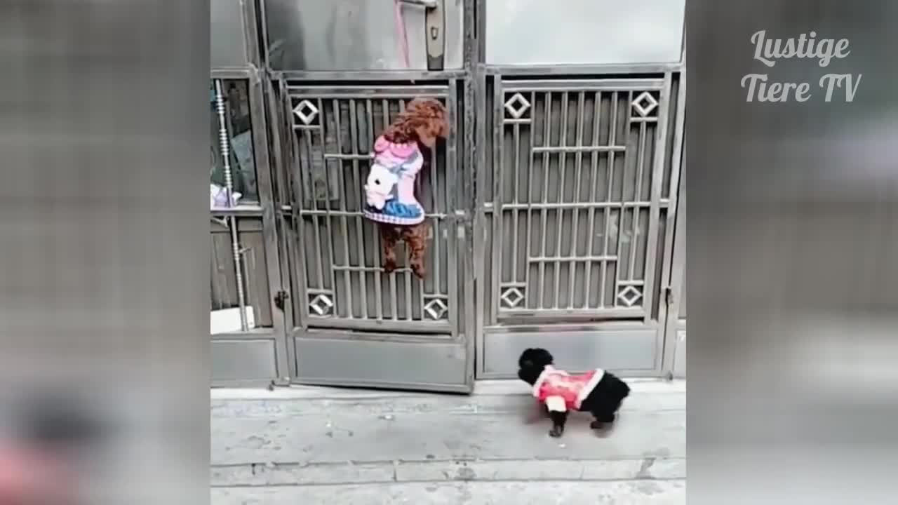 OMG Super Cute ♡ Best Funny