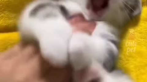 Funny Cat Dog fight