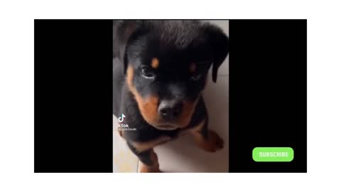 Cute Puppy to Big Kid | Dogs | Cute Pet Videos