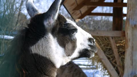 Alpaca in winter zoo