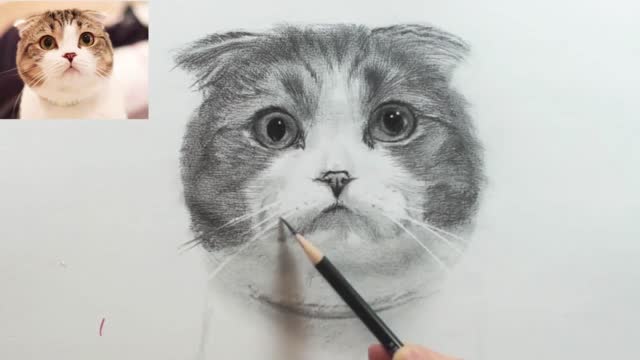 The detailed drawing process of sketching cats is easy to learn11